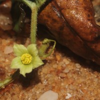Citrullus colocynthis (L.) Schrad.